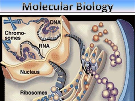 molecular biology examples